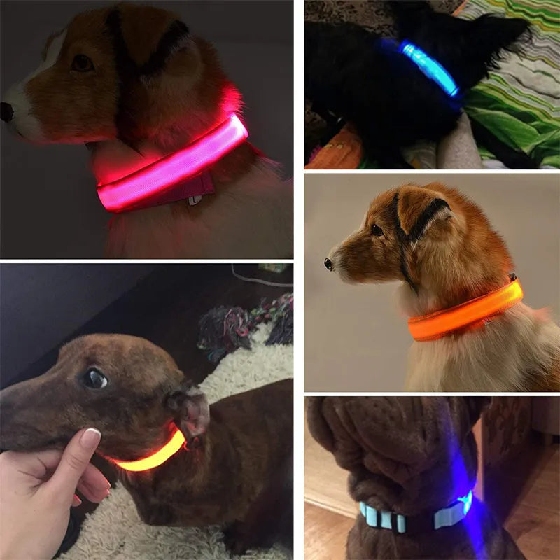 LED-Leucht-Hunde-Halsband (USB)
